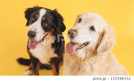 Bernese mountain dog and golden retriever panting on yellow background 133596532