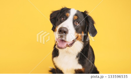 Bernese mountain dog smiling on yellow background 133596535