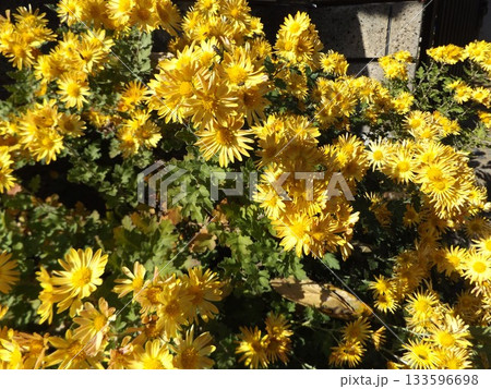 家庭花壇に咲いた黄色い菊 家庭花壇に咲いた黄色い菊 133596698