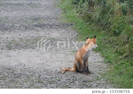 砂利道に佇み後方確認するキタキツネ 砂利道に佇み後方確認するキタキツネ 133596758