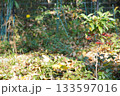 秋の公園に咲く、南天の赤い実 133597016