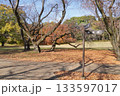 秋の公園と分かれ道に立つ看板 133597017