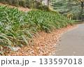 秋の自然とゴミ投棄 133597018