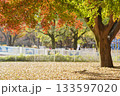 紅葉し始める木と木漏れ日の降る公園 133597020