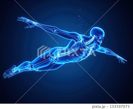 水中を泳ぐスイマーの解剖図:クロールのフォームと全身運動 水中を泳ぐスイマーの解剖図:クロールのフォームと全身運動 133597073