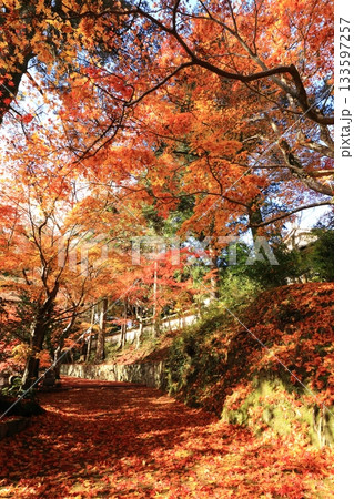 赤く染まった参道と紅葉 赤く染まった参道と紅葉 133597257