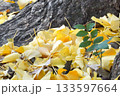 緑のは葉と木の幹に落ちたイチョウの葉 133597664