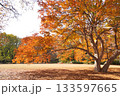 紅葉した大きな木のある公園 133597665