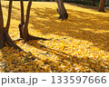 黄金色に輝くイチョウの絨毯 133597666