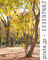 秋の公園に芽生える木々と紅葉 133597667