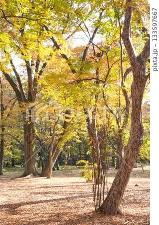 秋の公園に芽生える木々と紅葉 秋の公園に芽生える木々と紅葉 133597667