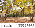 紅葉した木々の間に生まれる落ち葉の絨毯の空間 133597668