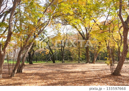 紅葉した木々の間に生まれる落ち葉の絨毯の空間 133597668