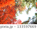紅葉したもみじと松と青空 133597669