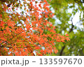 初秋の赤い紅葉と緑の木々 133597670