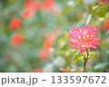 バラ園に咲く赤いバラ 133597672
