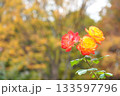 秋のバラ園に咲く三輪のバラと紅葉 133597796