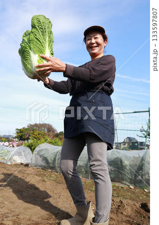 白菜を収穫するシニア女性 白菜を収穫するシニア女性 133597807