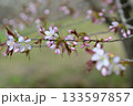桜の花が咲いた 133597857