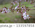 桜の花が咲いた 133597858