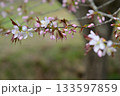 桜の花が咲いた 133597859