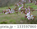 桜の花が咲いた 133597860