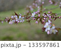 桜の花が咲いた 133597861