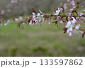 桜の花が咲いた 133597862