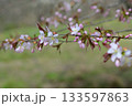 桜の花が咲いた 133597863