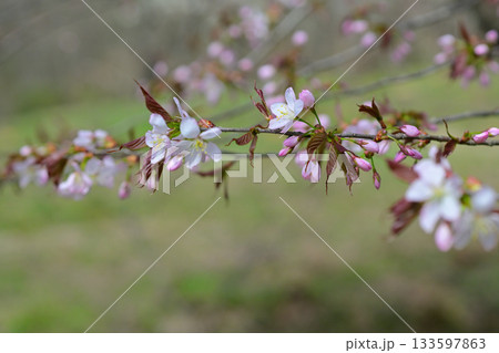 桜の花が咲いた 133597863