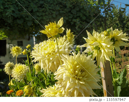 Beautiful yellow light chrysanthemums in the garden, an unusual angle. 133597947
