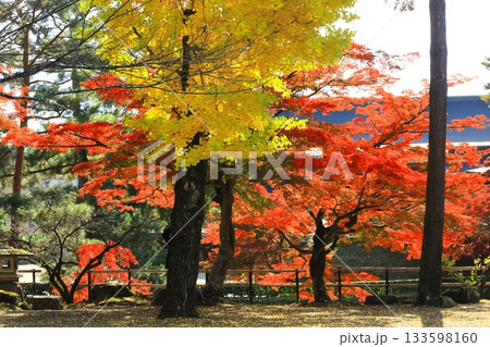 紅葉と公孫樹 133598160