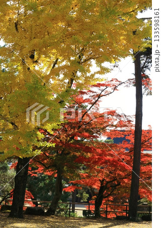 公孫樹と紅葉 133598161