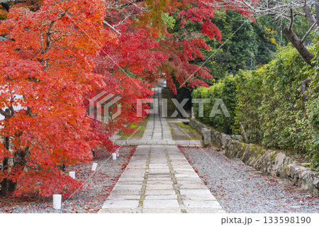 満願寺 参道 紅葉の季節(兵庫県川西市) 満願寺 参道 紅葉の季節(兵庫県川西市) 133598190
