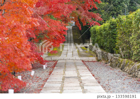 満願寺 参道 紅葉の季節(兵庫県川西市) 満願寺 参道 紅葉の季節(兵庫県川西市) 133598191