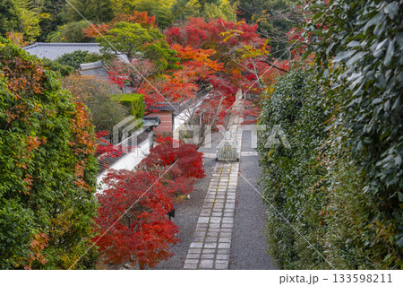 満願寺　参道　紅葉の季節（兵庫県川西市） 133598211