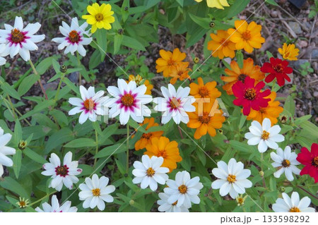 カラフルなジニアの花 カラフルなジニアの花 133598292
