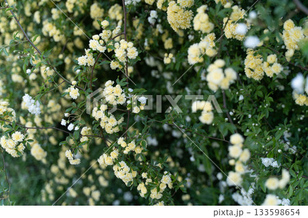 春の日差しに咲く白いモッコウバラ① 133598654