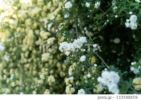 春の日差しに咲く白いモッコウバラ⑥ 春の日差しに咲く白いモッコウバラ⑥ 133598659