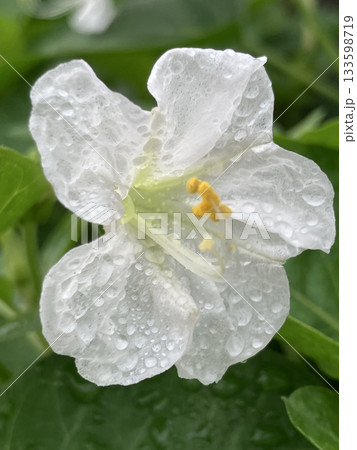 水滴に包まれた白粉花（オシロイバナ） 133598719