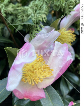 冬に咲くサザンカの花のクローズアップ 133598722