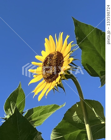 ヒマワリ（向日葵 / Sunflower） 133598724