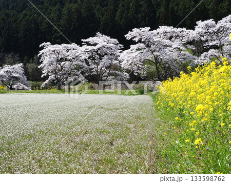 田を耕す前、白い小さな花が絨毯の様に咲いていた。黄色の菜の花にピンクの桜並木との共演が印象的で綺麗だ 133598762