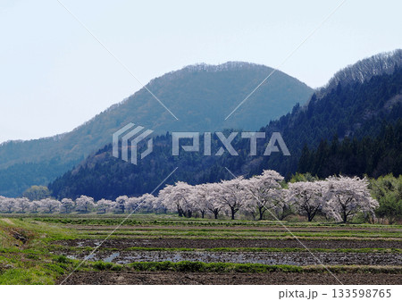 田植え前の田んぼ沿いの桜並木。満開のピンク色が帯が長く続き、小高い丘を背景に印象的で綺麗だ。 133598765