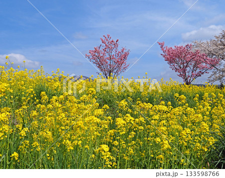 川の土手に咲く黄色の菜の花と濃いピンク色の桜とのコントラストが青空に印象的で綺麗だ。 川の土手に咲く黄色の菜の花と濃いピンク色の桜とのコントラストが青空に印象的で綺麗だ。 133598766