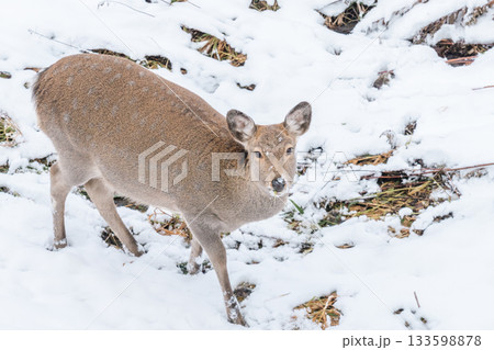 冬の北海道　白金温泉の蝦夷鹿 133598878