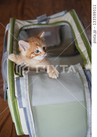 キャリーバックに入っている子猫 キャリーバックに入っている子猫 133599311
