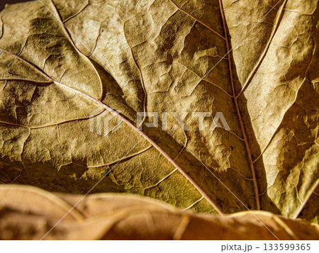 A natural palette. The colors of autumn. Maple leaves are of different colors. The texture of a dry maple leaf is closely shot A natural palette. The colors of autumn. Maple leaves are of different colors. The texture of a dry maple leaf is closely shot 133599365