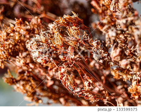 Dried St. John's wort flowers as a texture in bright sunlight. 133599375