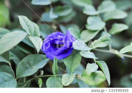 pigeon wings, Blue pea vine or Clitoria ternatea or butterfly pea , blue pea flower or purple flower pigeon wings, Blue pea vine or Clitoria ternatea or butterfly pea , blue pea flower or purple flower 133599385